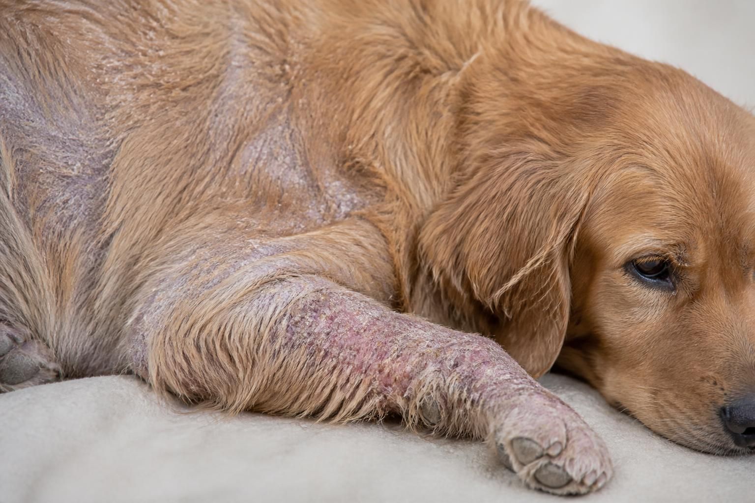 Close-up of a dog’s dry
